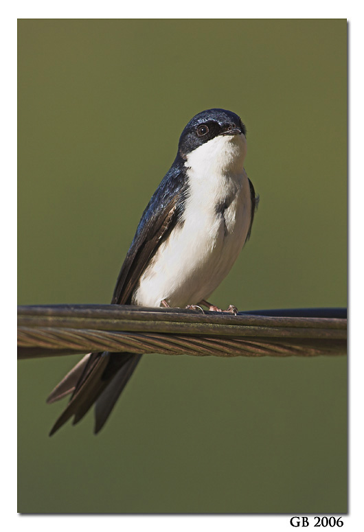 BLUE AND WHITE SWALLOW